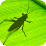 grasshopper中文版建模工具应用场景