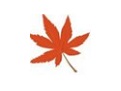 枫叶HD高清视频转换工具专业